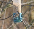 /album/my-local-birding-gallery/willow-tit-on-kerries-reserve-jpg/